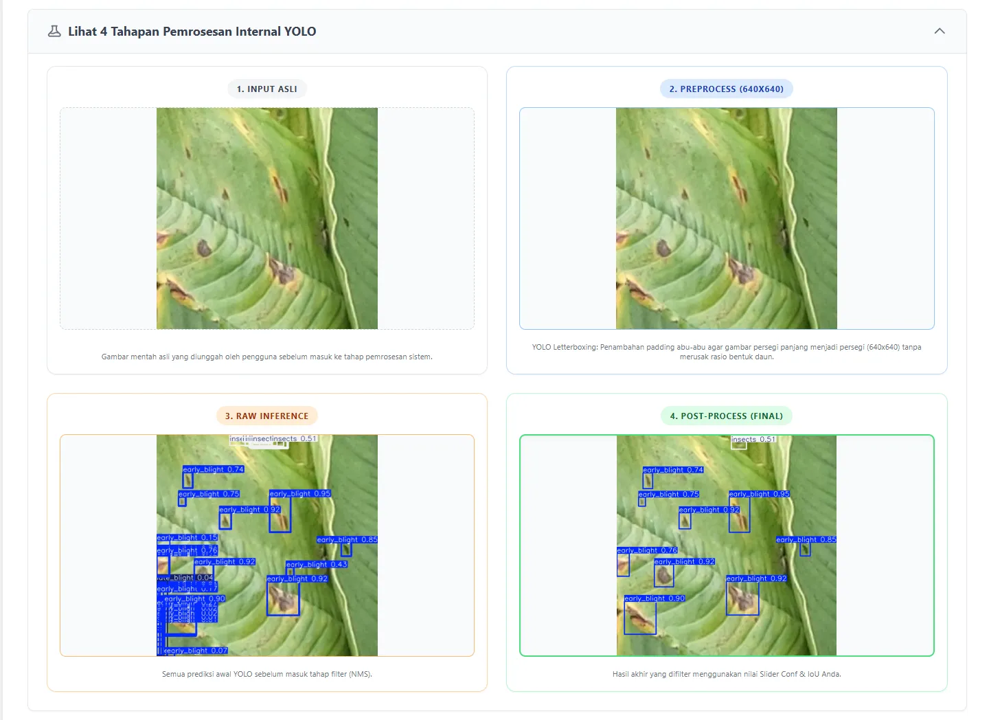 Porang Leaf Disease Detection Using YOLOv8 - screenshot 2